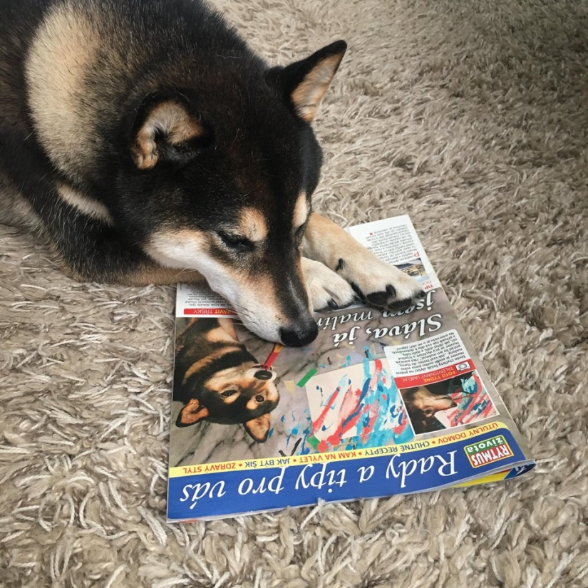 Un perro de la raza Shiba Inu dibuja y gana miles de dólares con él