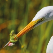 Un pájaro está a punto de volar: se han seleccionado las mejores fotos de aves de 2017