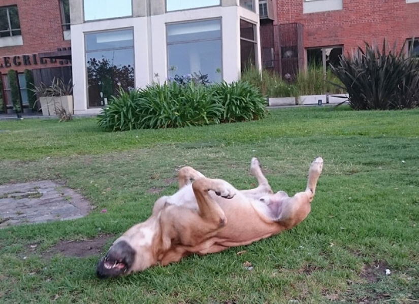 Una azafata protegió a un perro callejero que la encontraba cada vez cerca de un hotel en Buenos Aires Una azafata protegió a un perro callejero que la encontraba cada vez cerca de un hotel en Buenos Aires