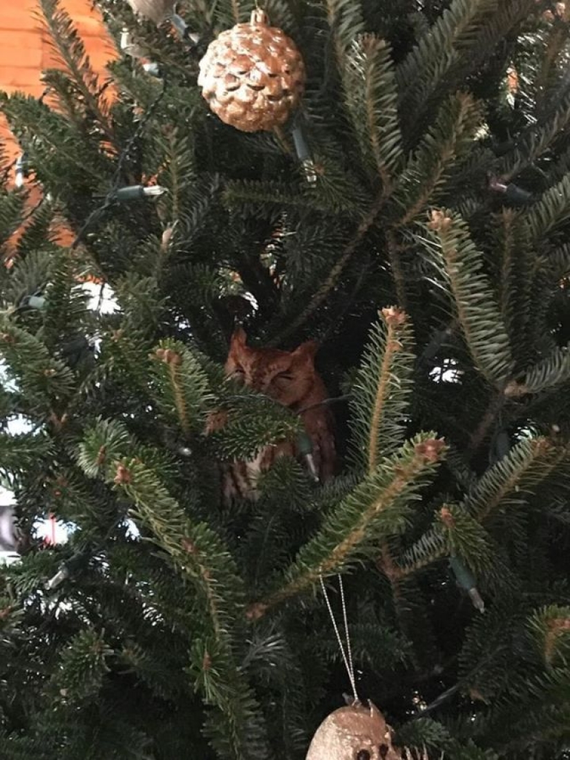 Una familia estadounidense se compró un árbol de Navidad con una pequeña sorpresa