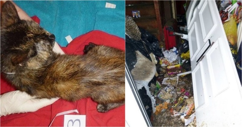 Una gatina británica fue enviada a prisión y se le prohibió tener animales de por vida después de lo que vio en su apartamento