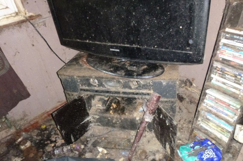 Una gatina británica fue enviada a prisión y se le prohibió tener animales de por vida después de lo que vio en su apartamento