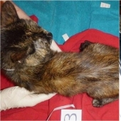 Una gatina británica fue enviada a prisión y se le prohibió tener animales de por vida después de lo que vio en su apartamento