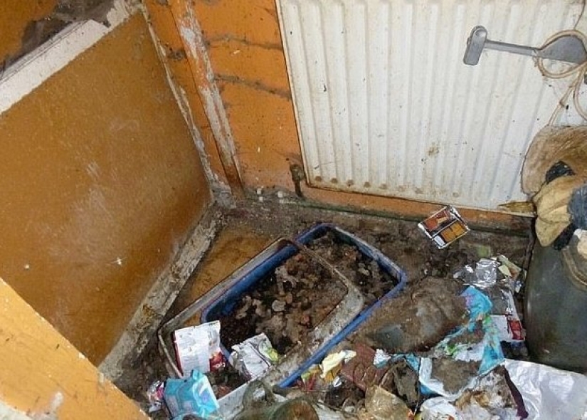 Una gatina británica fue enviada a prisión y se le prohibió tener animales de por vida después de lo que vio en su apartamento