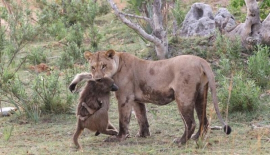 Una historia increíble que conmociona a muchos