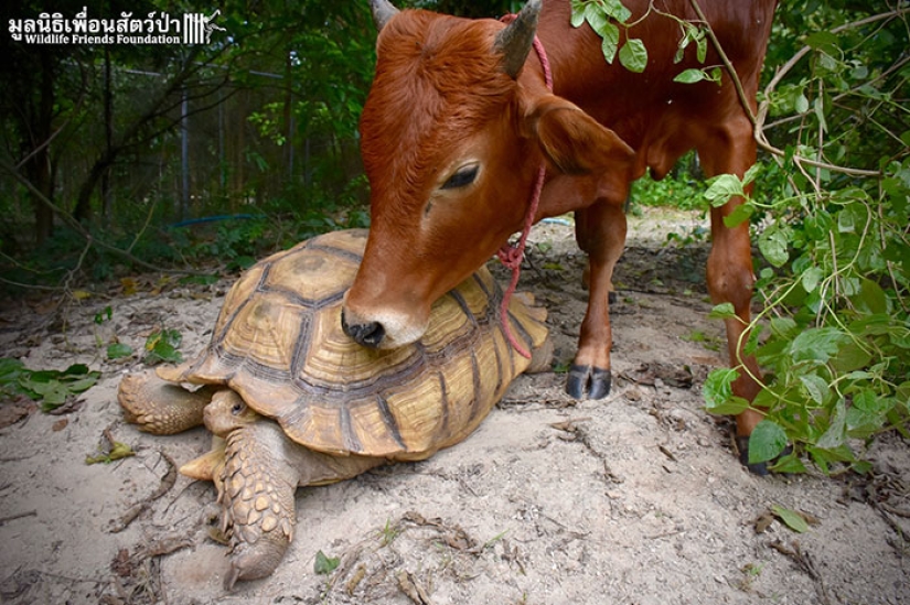 Una inusual amistad entre una tortuga gigante y una cría de tres patas