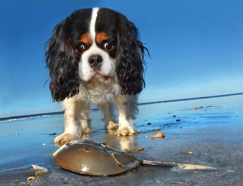 Una manera fácil de escapar de las penas es seguir al perro.