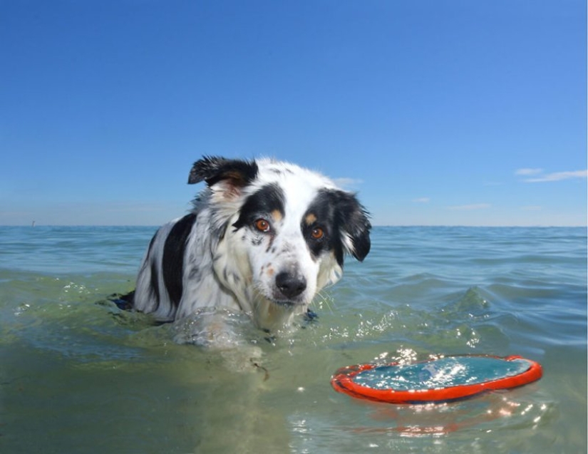 Una manera fácil de escapar de las penas es seguir al perro.