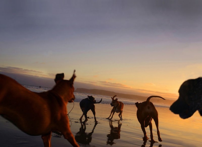 Una manera fácil de escapar de las penas es seguir al perro.