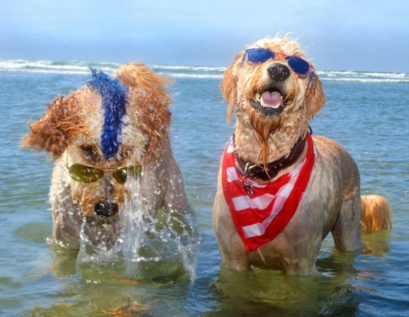 Una manera fácil de escapar de las penas es seguir al perro.