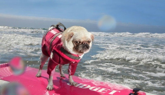 Una manera fácil de escapar de las penas es seguir al perro.