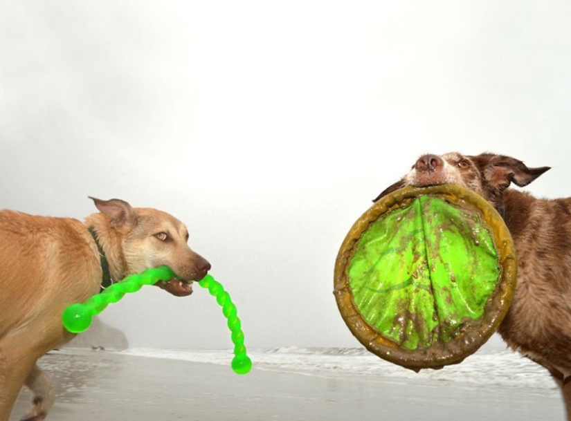 Una manera fácil de escapar de las penas es seguir al perro.