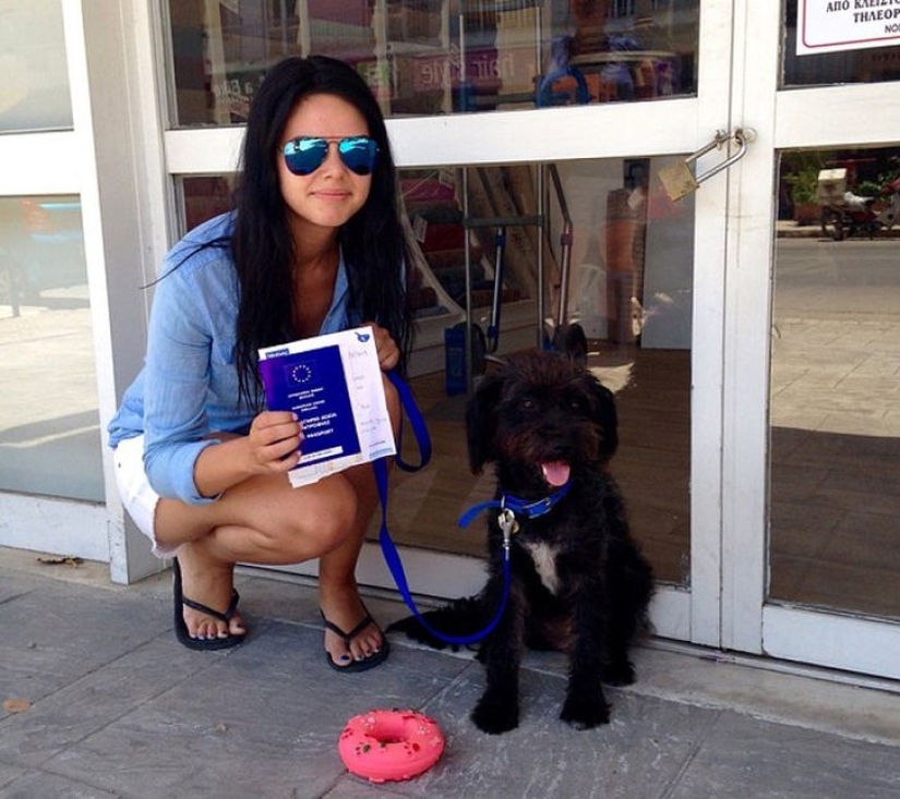Una mujer tomó un perro callejero de Creta, que la salvó durante sus vacaciones Una mujer tomó un perro callejero de Creta, que la salvó durante sus vacaciones