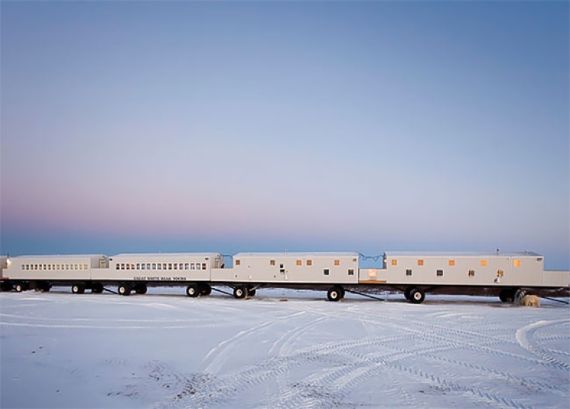 Una noche con osos polares: el primer hotel ártico sobre ruedas