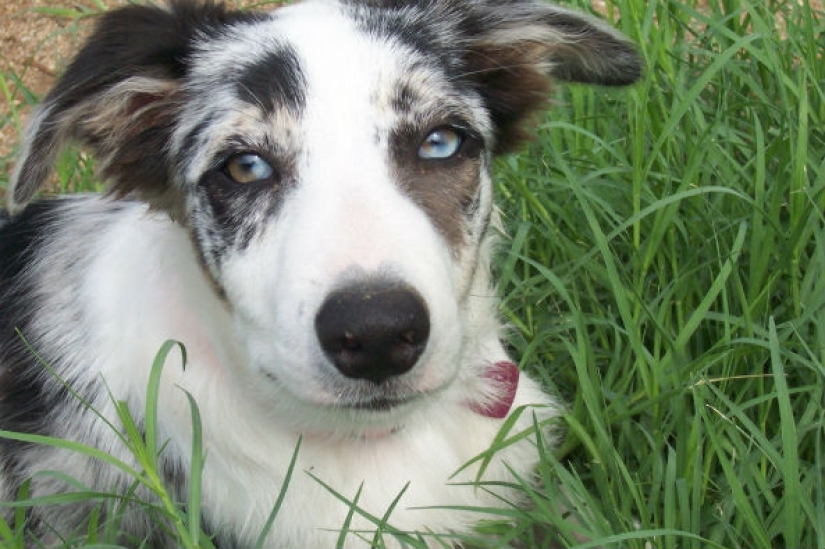 Una nueva tendencia medioambiental: Los gatos y los perros se están convirtiendo en veganos