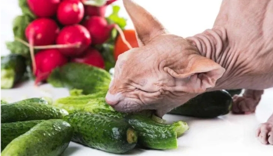 Una nueva tendencia medioambiental: Los gatos y los perros se están convirtiendo en veganos