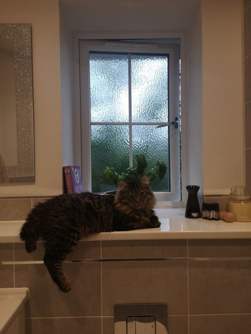 Una operación de rescate inusual tuvo lugar en el Reino Unido: los bomberos sacaron a un gato de un árbol junto con el dueño