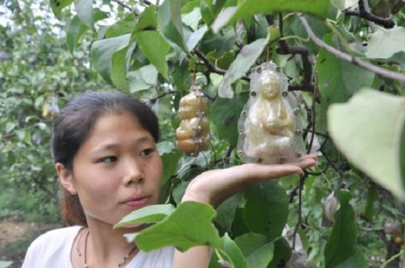 Una pera en forma de Buda y otras verduras y frutas de formas extrañas