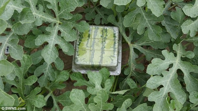 Una pera en forma de Buda y otras verduras y frutas de formas extrañas