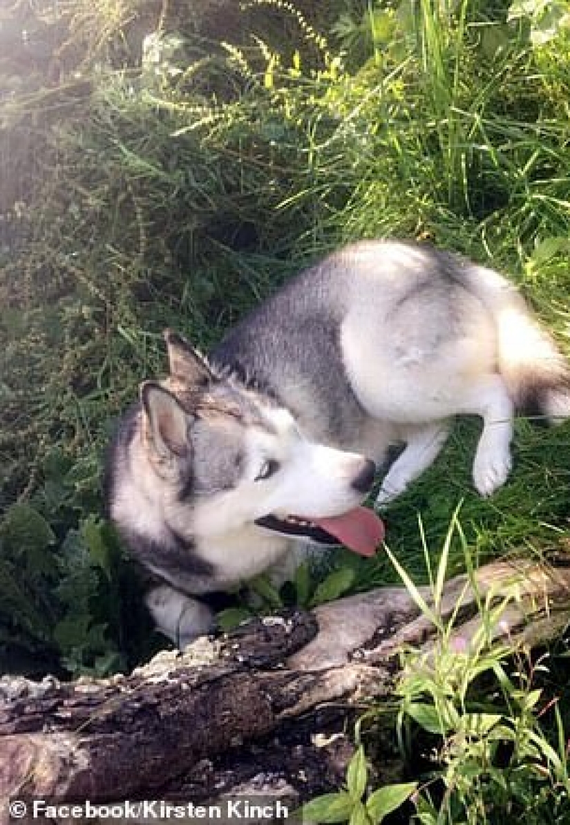 Una terrible sorpresa: la niña regresó y encontró a su amado perro muerto y envuelto en cinta adhesiva