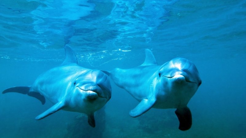 Unexpected facts about dolphins Unexpected facts about dolphins