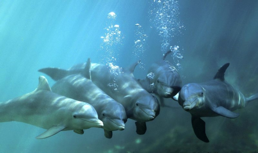 Unexpected facts about dolphins Unexpected facts about dolphins