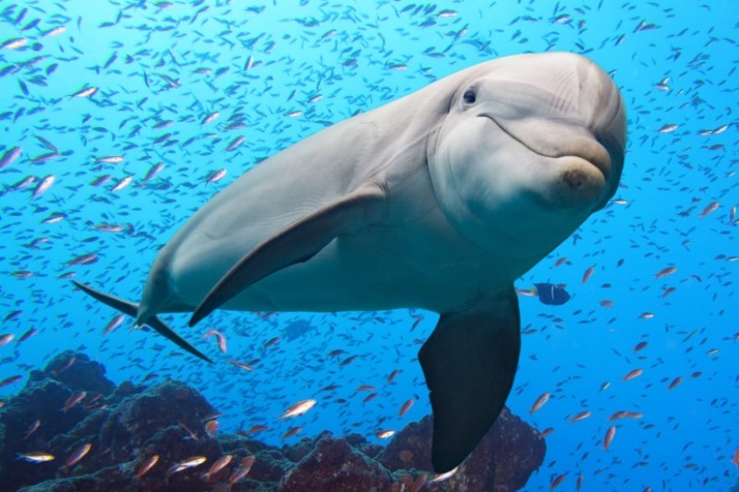 Unexpected facts about dolphins Unexpected facts about dolphins