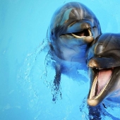 Unexpected facts about dolphins