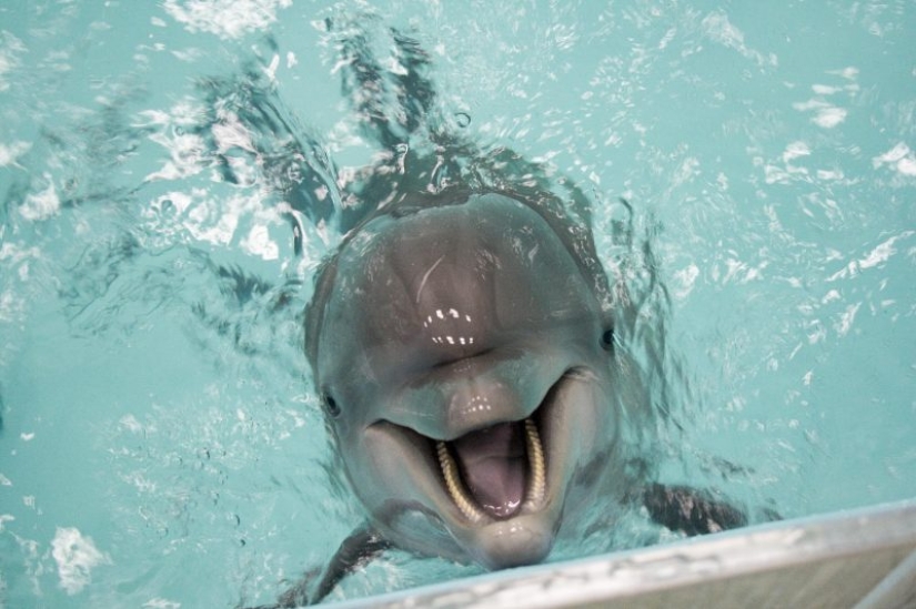 Unexpected facts about dolphins Unexpected facts about dolphins