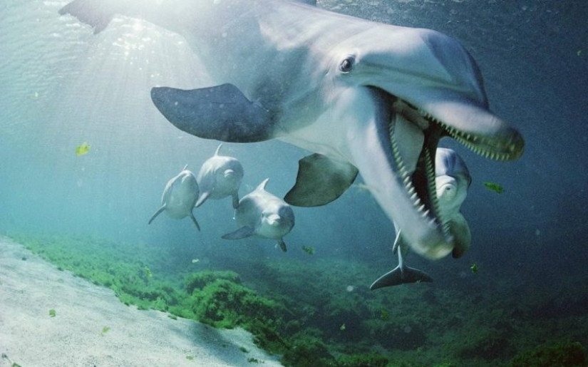 Unexpected facts about dolphins Unexpected facts about dolphins
