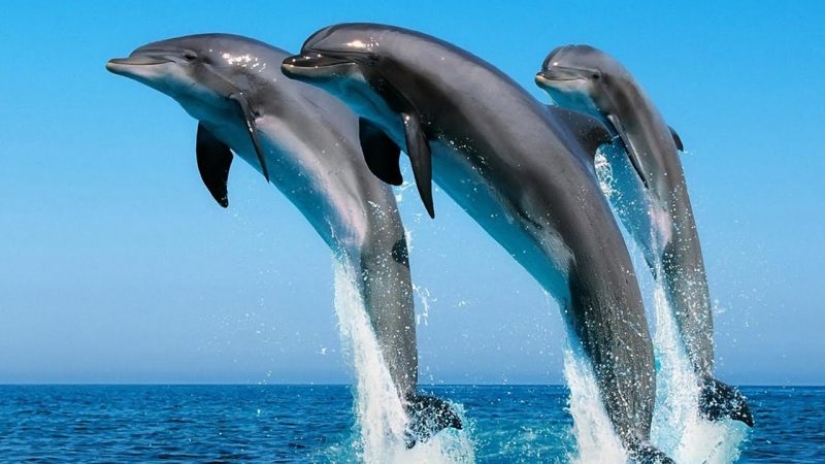 Unexpected facts about dolphins Unexpected facts about dolphins