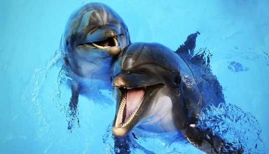 Unexpected facts about dolphins Unexpected facts about dolphins