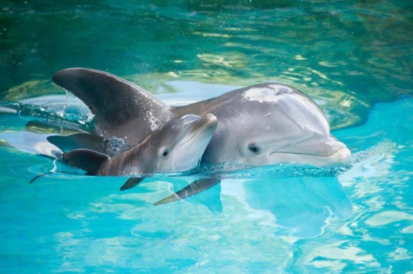 Unexpected facts about dolphins Unexpected facts about dolphins