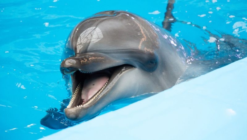Unexpected facts about dolphins Unexpected facts about dolphins