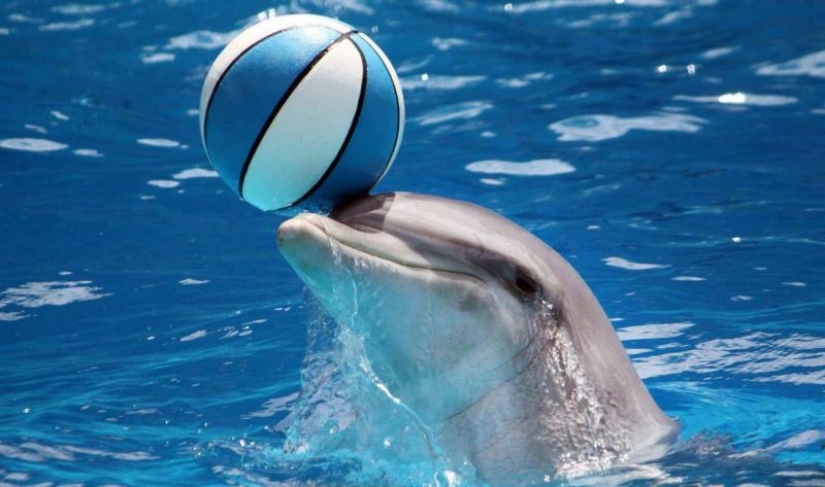 Unexpected facts about dolphins Unexpected facts about dolphins