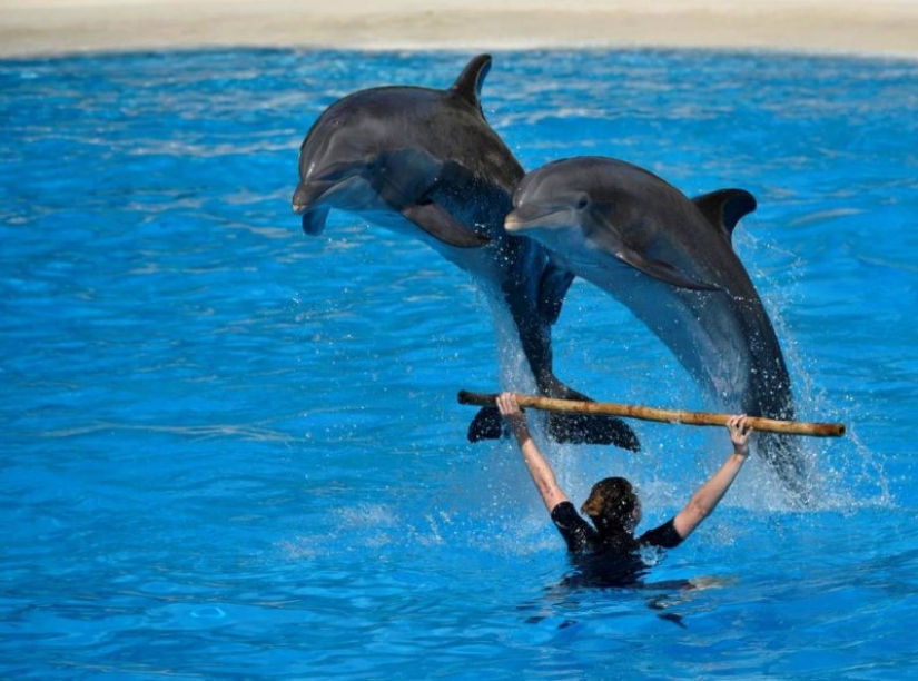 Unexpected facts about dolphins Unexpected facts about dolphins
