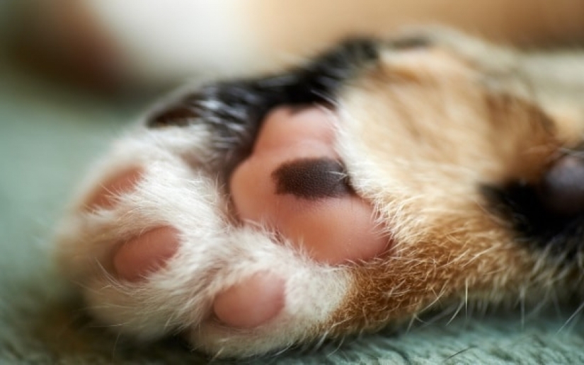 Ural deputies supported the bill banning "soft paws" in seals