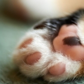 Ural deputies supported the bill banning "soft paws" in seals