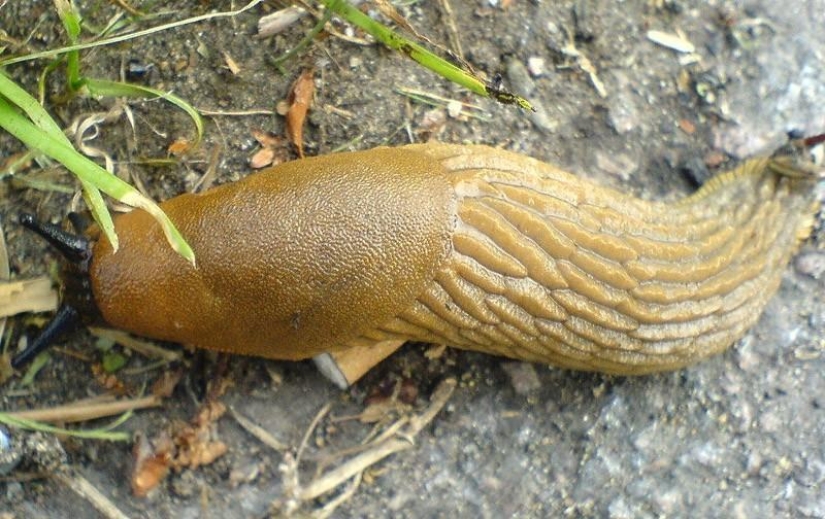 Uso inusual para cosas ordinarias