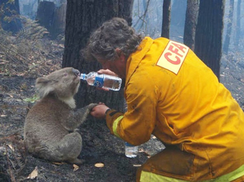 Valientes bomberos que arriesgaron sus vidas para salvar animales