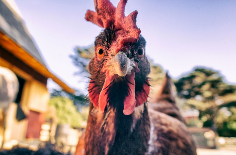 Vas a Bulgaria? ¡Eso es lo que no puedes hacer en este país!