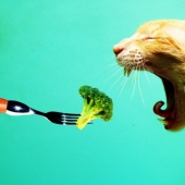 Vegetarian Facts You Might Not Know!