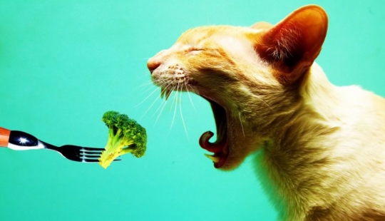 Vegetarian Facts You Might Not Know!