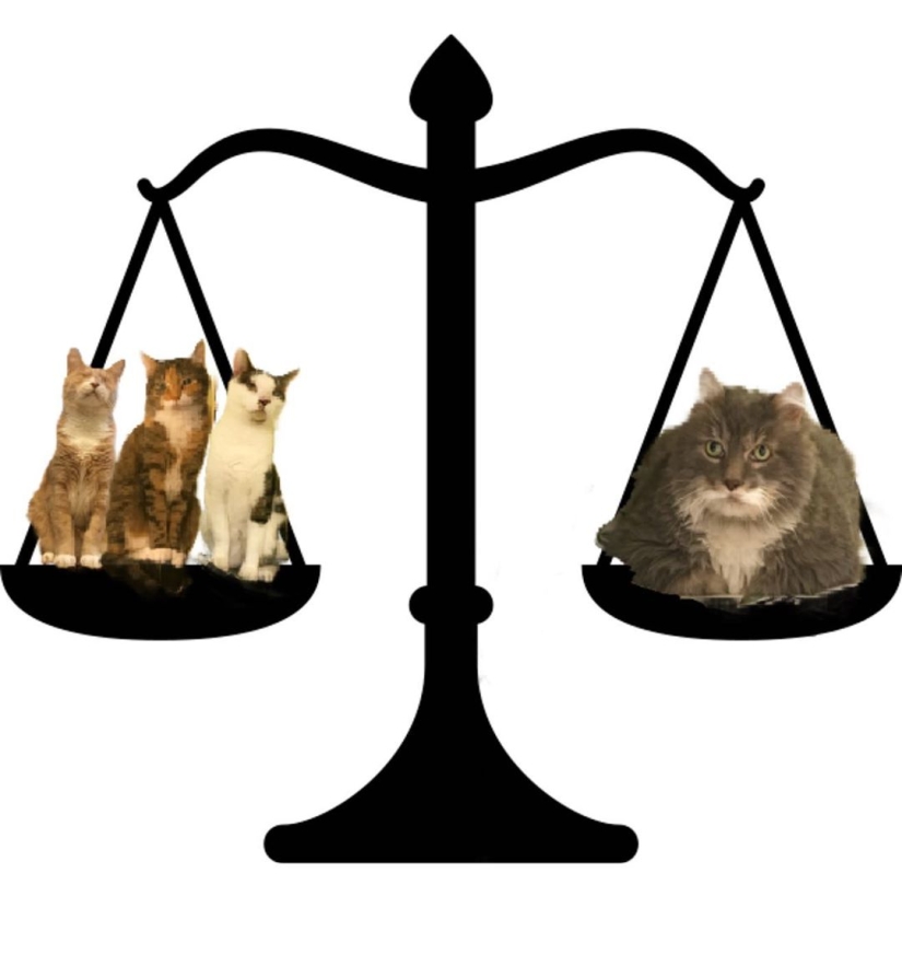 Very fat cat Wilford — almost 13 kilos of cute in search of a new home