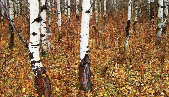 ¿Ves animales en las fotos?