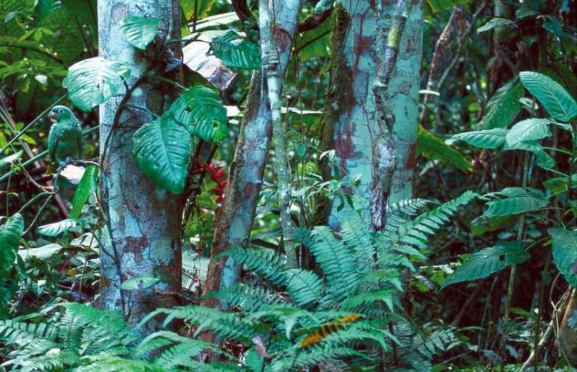 ¿Ves animales en las fotos?