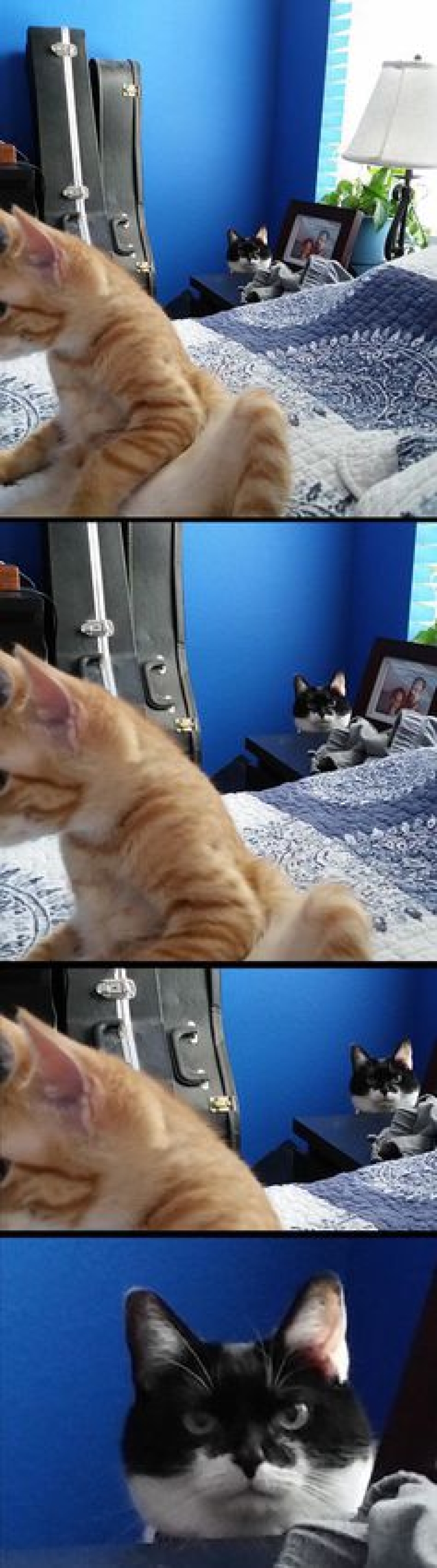 Vicious cats that seem to be plotting the murder of their master