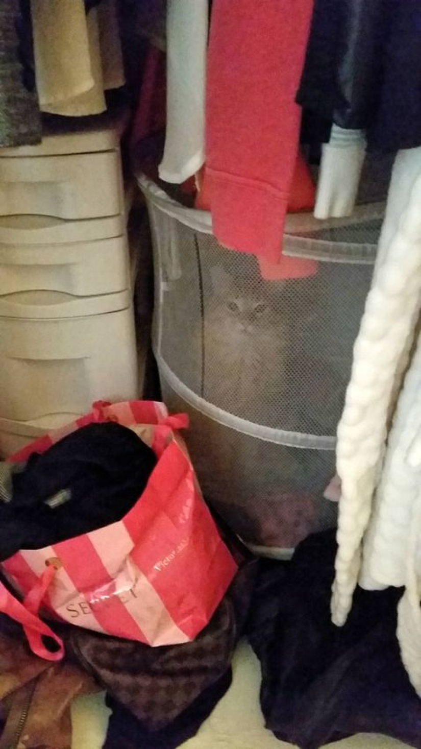 Vicious cats that seem to be plotting the murder of their master