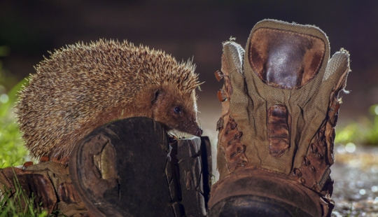Vida salvaje en una gran ciudad