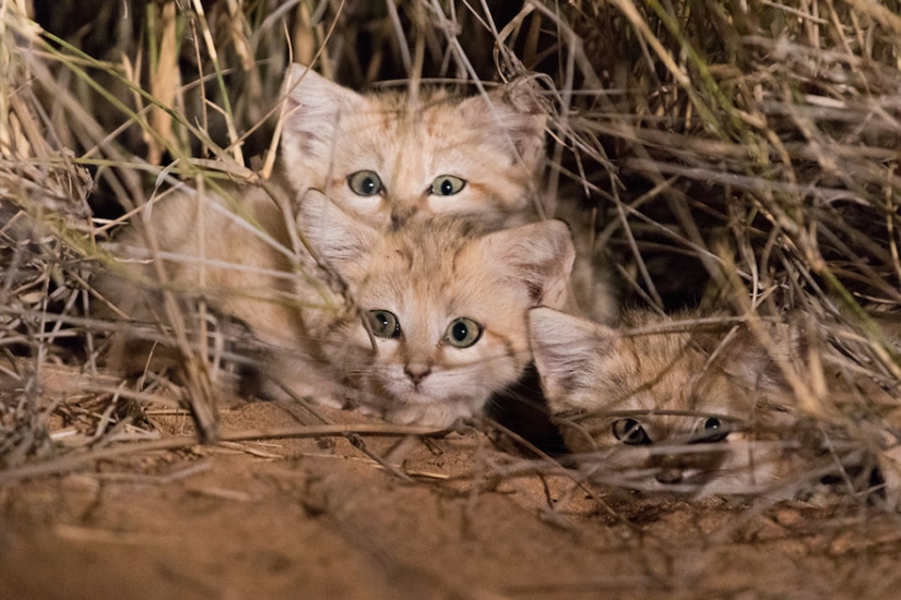 "Vimos tres pares de ojos brillantes": los científicos lograron fotografiar por primera vez a los gatitos de un gato de dunas